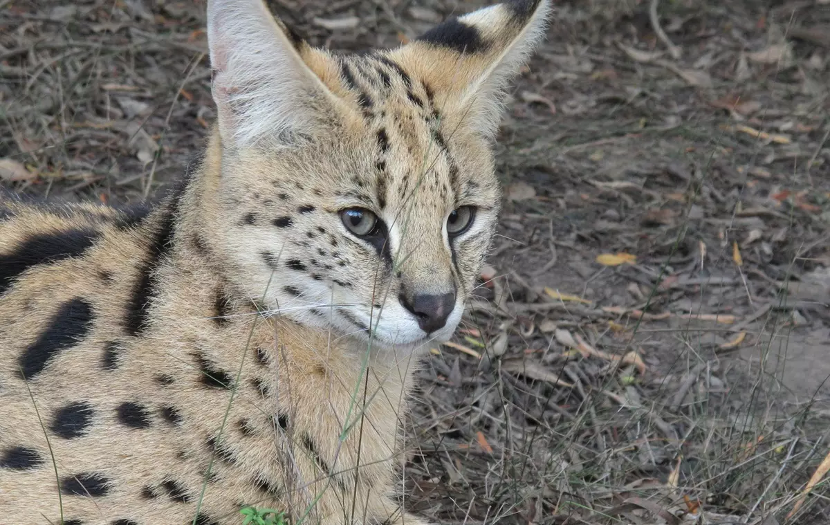 Serval (37 зураг): Саарал өнгийн үүлдрийн муур, муурны тодорхойлолт. Африкийн зулзага нь гэртээ байдаг. Насанд хүрэгчдийн амьтны хэмжээ 22557_24