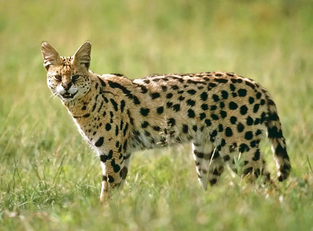 Serval (37 снимки): Описание на домашни котки и котки от породата на сивото. Съдържанието на африканските котенца у дома. Размери на възрастно животно 22557_26