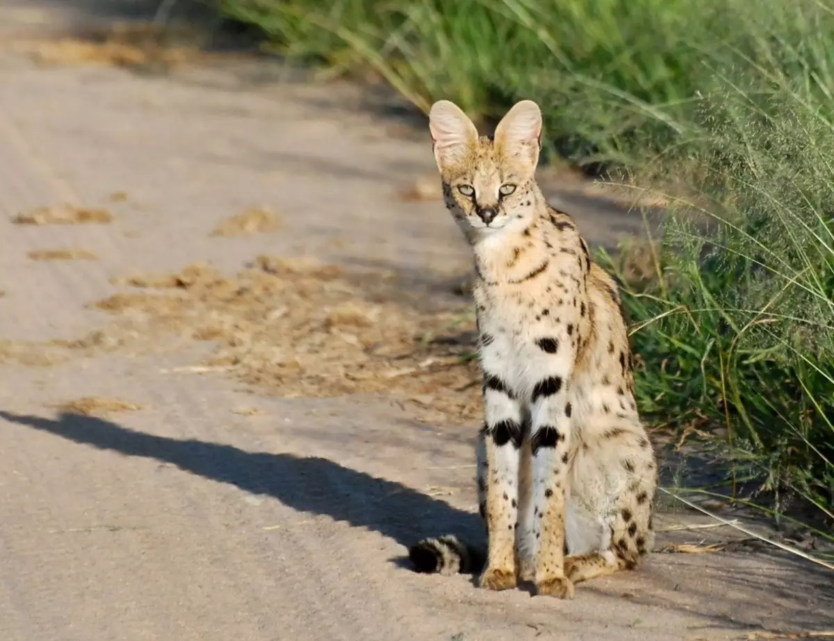 Serval (37 снимки): Описание на домашни котки и котки от породата на сивото. Съдържанието на африканските котенца у дома. Размери на възрастно животно 22557_5
