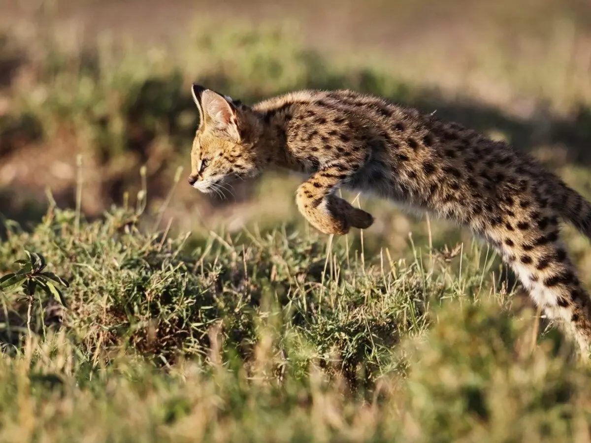 Serval (37 photos): Description des chats domestiques et des chats de la race de gris. Le contenu des chatons africains à la maison. Dimensions d'un animal adulte 22557_9