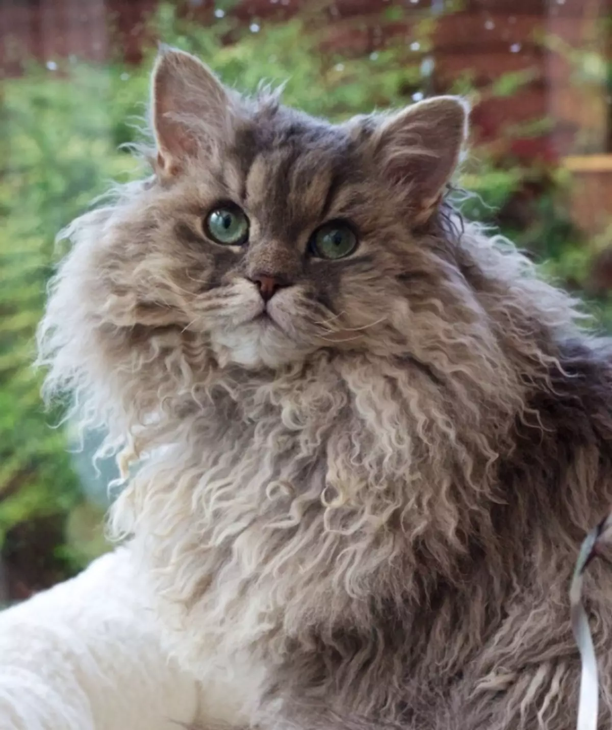 LAPERM (35 fotos): Descrición dos gatos da raza LAPERM, o contido dun gatito rizado 22559_14