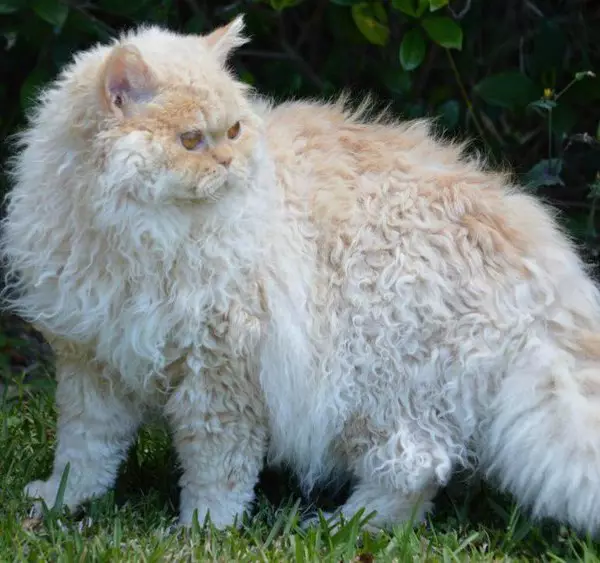 LAPERM (35 fotos): Descrición dos gatos da raza LAPERM, o contido dun gatito rizado 22559_15