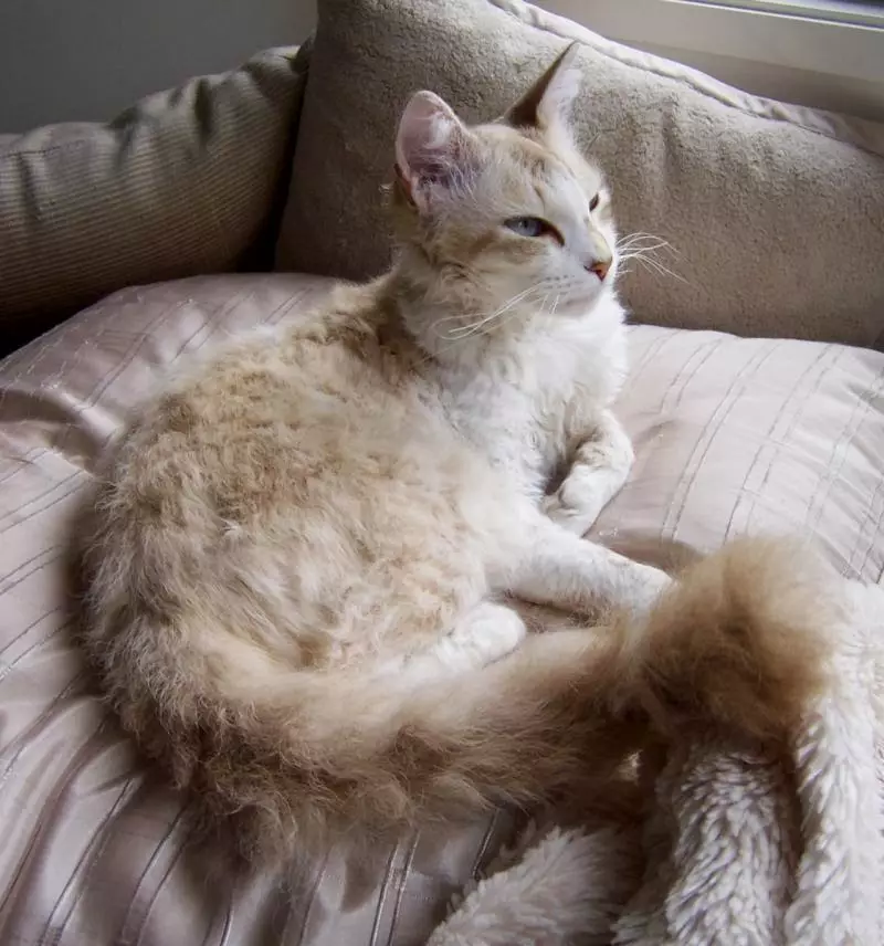 LAPERM (35 fotos): Descrición dos gatos da raza LAPERM, o contido dun gatito rizado 22559_16