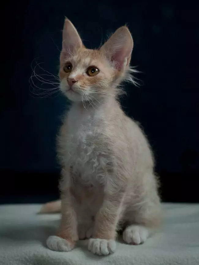 LAPERM (35 fotos): Descrición dos gatos da raza LAPERM, o contido dun gatito rizado 22559_3