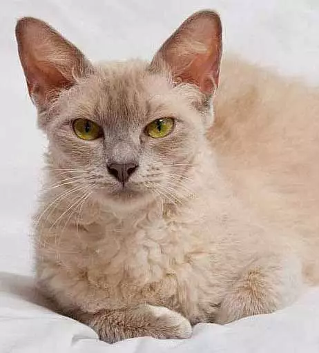 LAPERM (35 fotos): Descrición dos gatos da raza LAPERM, o contido dun gatito rizado 22559_34