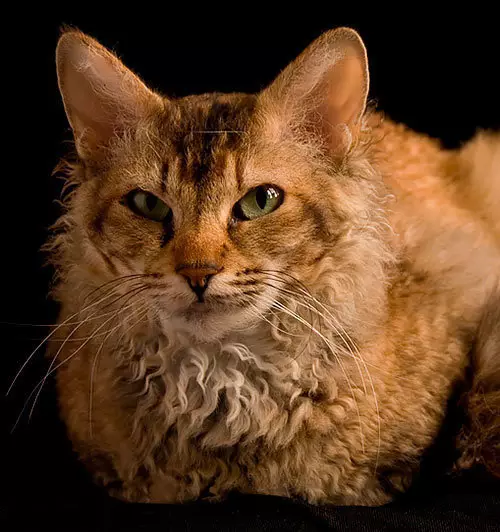 LAPERM (35 fotos): Descrición dos gatos da raza LAPERM, o contido dun gatito rizado 22559_4