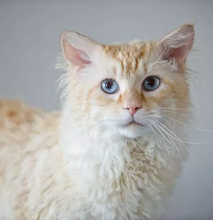 拉巴德（35張照片）：品種Laperm的貓的描述，捲曲小貓的含量 22559_5