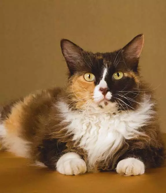 LAPERM (35 fotos): Descrición dos gatos da raza LAPERM, o contido dun gatito rizado 22559_6