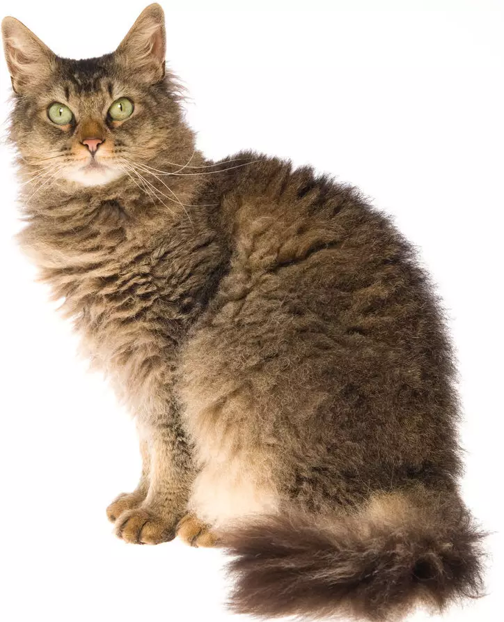 LAPERM (35 fotos): Descrición dos gatos da raza LAPERM, o contido dun gatito rizado 22559_7