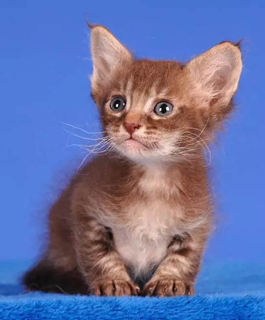 LAPERM (35 fotos): Descrición dos gatos da raza LAPERM, o contido dun gatito rizado 22559_8