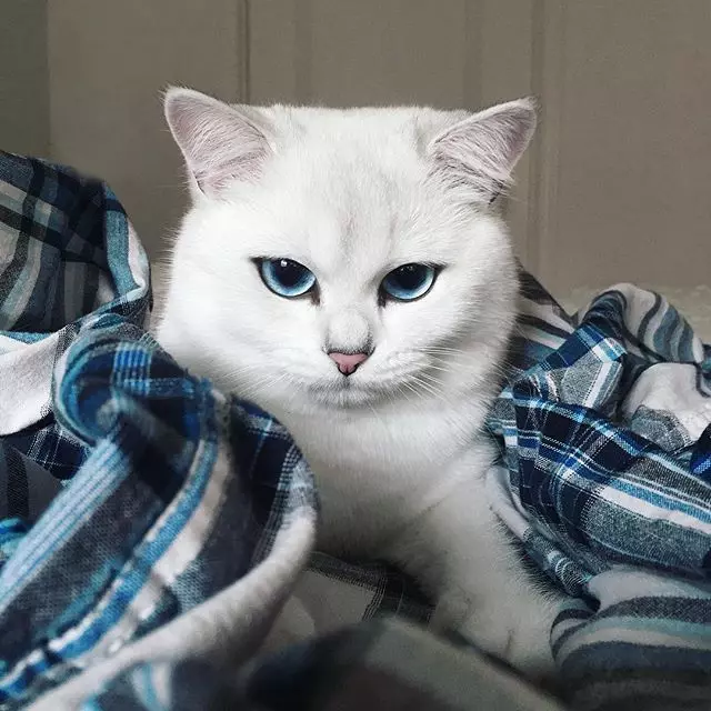 Η γάτα του Kobi (23 φωτογραφίες): τα χαρακτηριστικά της φυλής, ο χαρακτήρας των γατών με μπλε μάτια. Περιεχόμενο γατάκι 22560_10