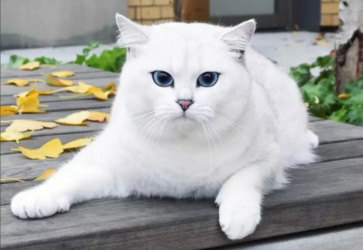 O gato de Kobi (23 fotos): as características da raza, o carácter de gatos con ollos azuis. Gatinhos de contido 22560_11