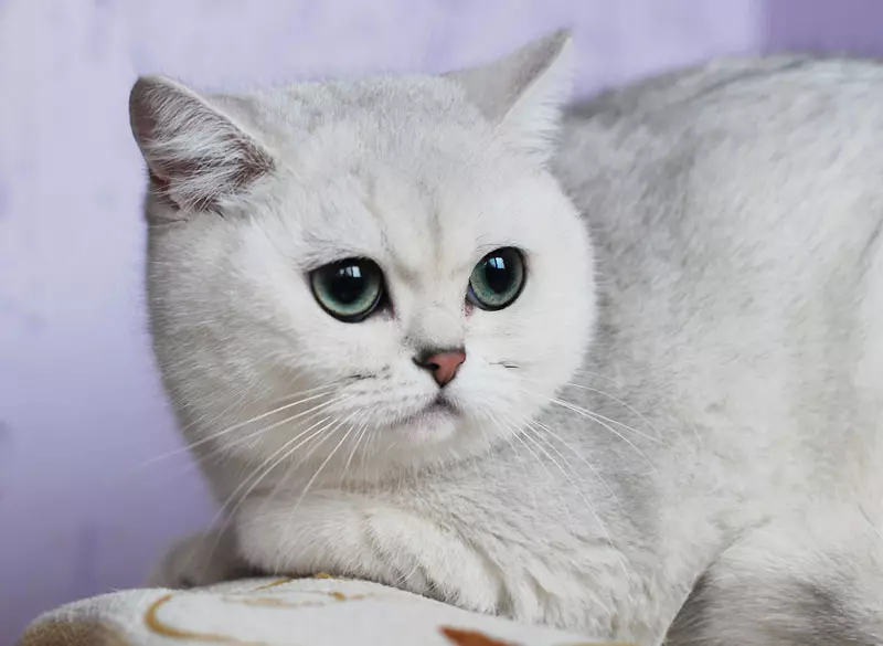 Mèo của Kobi (23 ảnh): Các tính năng của giống, nhân vật của mèo với đôi mắt xanh. Nội dung mèo con. 22560_12