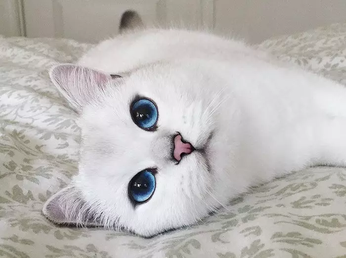 القط كوبي في (23 صور): ملامح تولد، شخصية القطط مع العيون الزرقاء. القطط المحتوى 22560_14