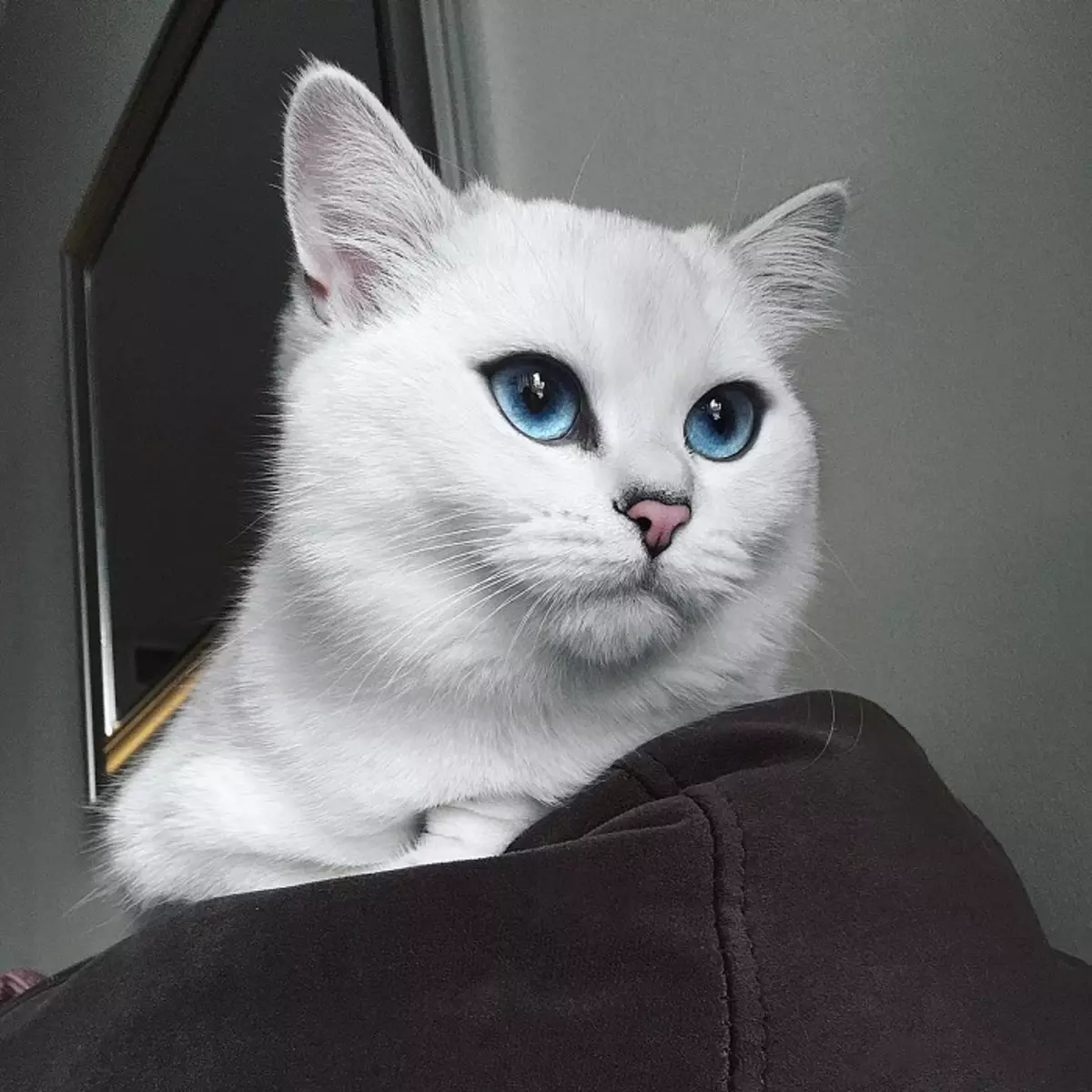 Mèo của Kobi (23 ảnh): Các tính năng của giống, nhân vật của mèo với đôi mắt xanh. Nội dung mèo con. 22560_15