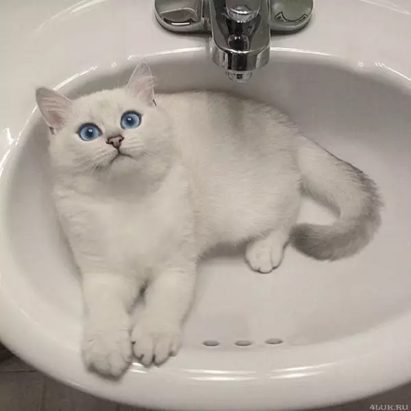 Kobi macska (23 fotó): A fajta jellemzői, a kék szemű macskák jellege. Tartalom cica 22560_16