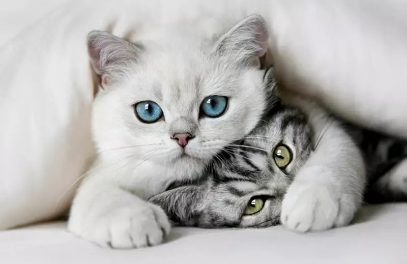 Kobi macska (23 fotó): A fajta jellemzői, a kék szemű macskák jellege. Tartalom cica 22560_17