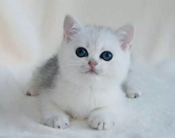 Kobi macska (23 fotó): A fajta jellemzői, a kék szemű macskák jellege. Tartalom cica 22560_18