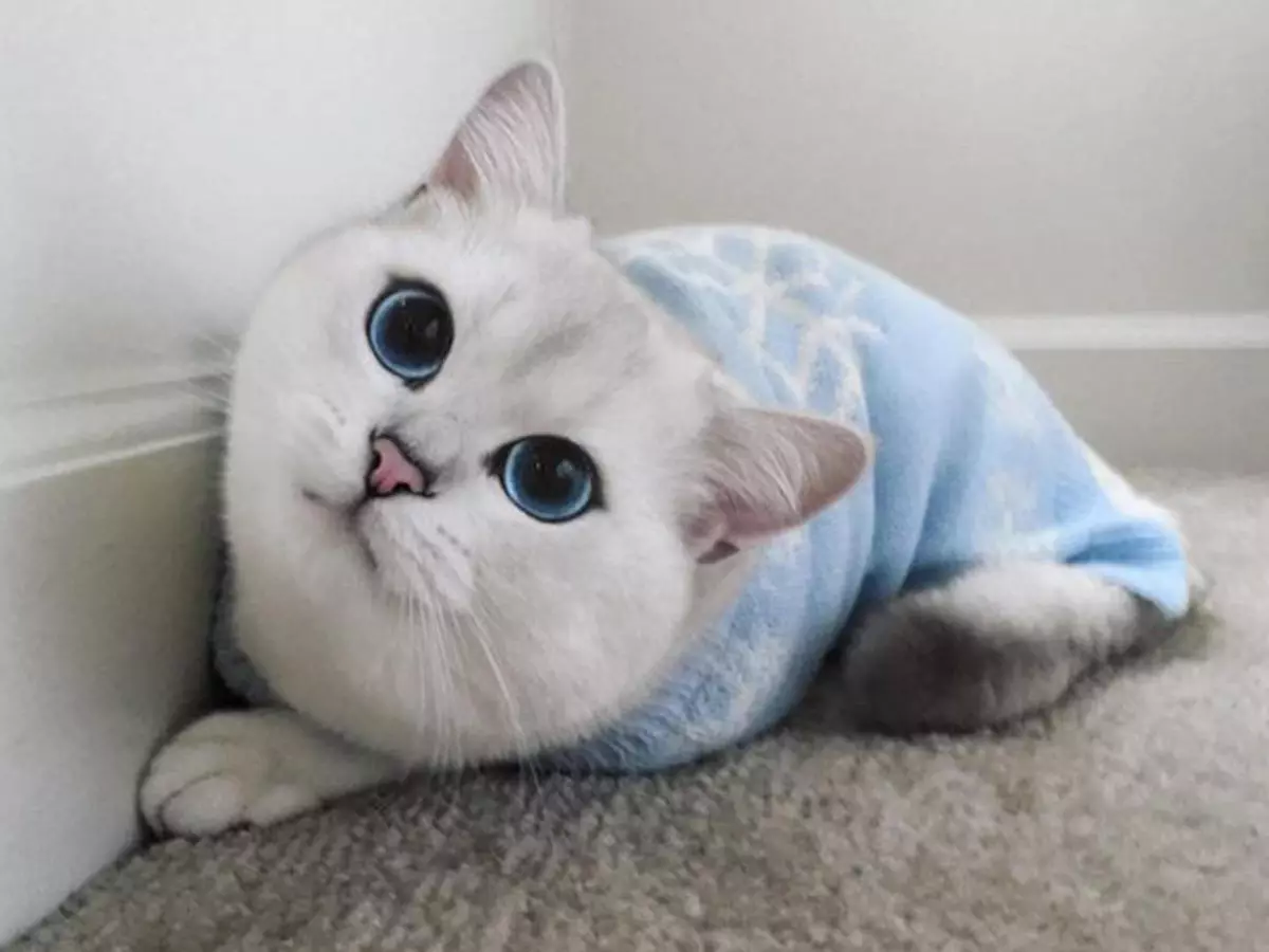 Mèo của Kobi (23 ảnh): Các tính năng của giống, nhân vật của mèo với đôi mắt xanh. Nội dung mèo con. 22560_2