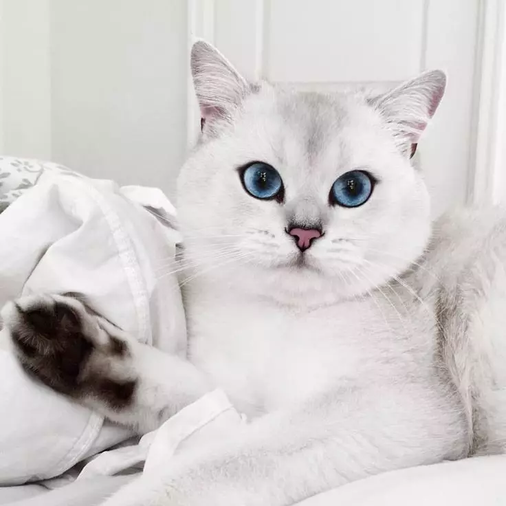 Kobi katė (23 nuotraukos): veislės savybės, katės su mėlynomis akimis. Turinio kačiukai 22560_4