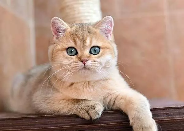 Mèo của Kobi (23 ảnh): Các tính năng của giống, nhân vật của mèo với đôi mắt xanh. Nội dung mèo con. 22560_6