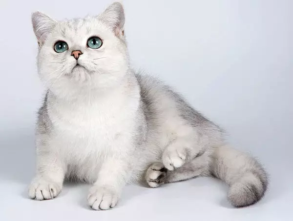 القط كوبي في (23 صور): ملامح تولد، شخصية القطط مع العيون الزرقاء. القطط المحتوى 22560_7