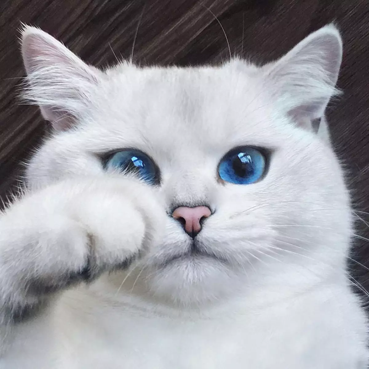 O gato de Kobi (23 fotos): as características da raza, o carácter de gatos con ollos azuis. Gatinhos de contido 22560_8
