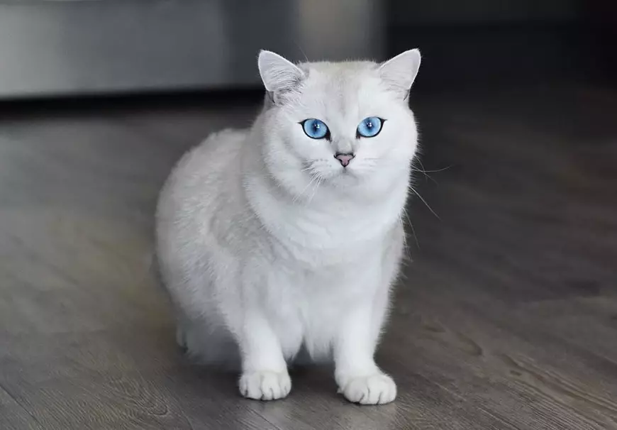 O gato de Kobi (23 fotos): as características da raza, o carácter de gatos con ollos azuis. Gatinhos de contido 22560_9