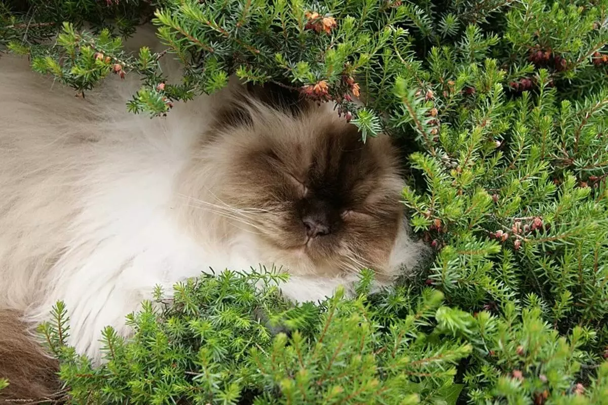 Himalayan CatS (42 foto's): Beskriuwing fan it SIME-PERSIAN BUSEN ​​FAN KATTEN, Karakter fan karakter en kleur 22564_11