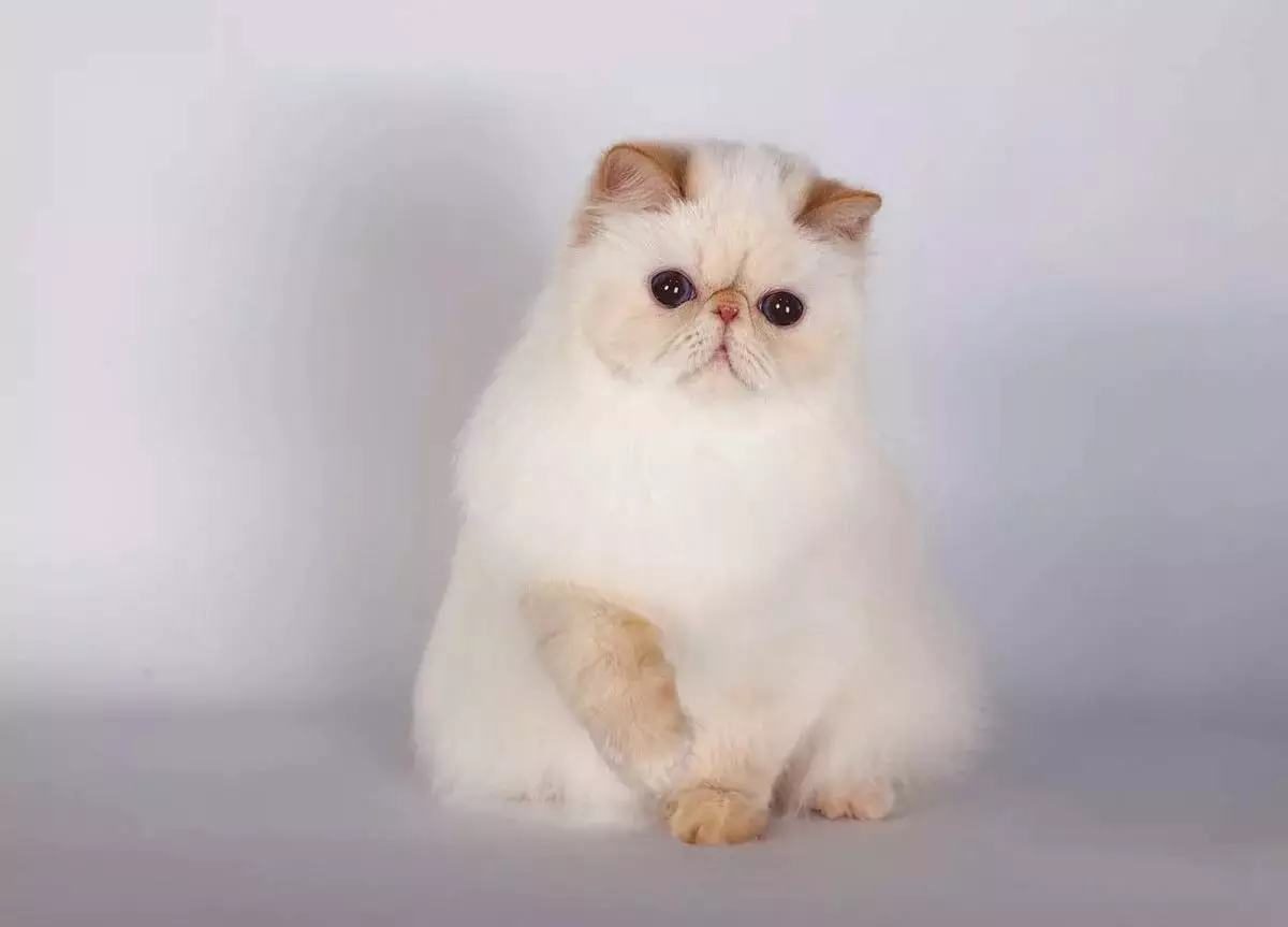 Himalayan CatS (42 foto's): Beskriuwing fan it SIME-PERSIAN BUSEN ​​FAN KATTEN, Karakter fan karakter en kleur 22564_13