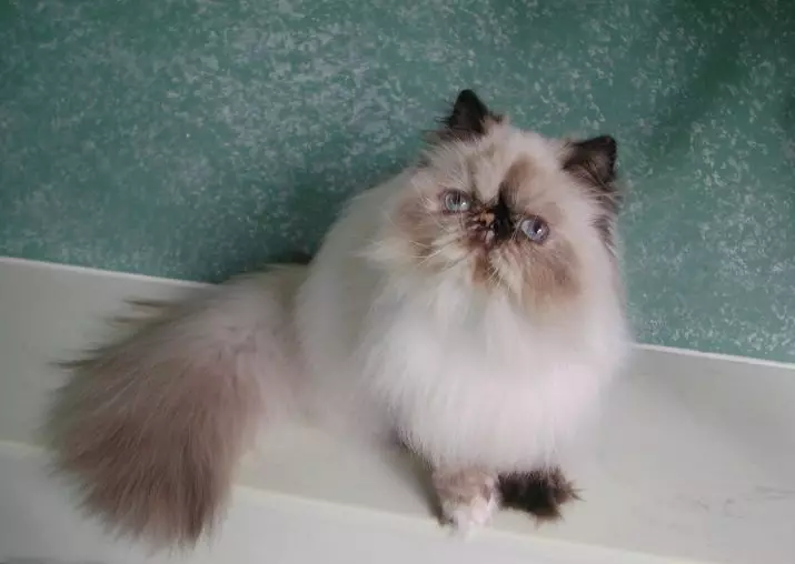 Himalayan CatS (42 foto's): Beskriuwing fan it SIME-PERSIAN BUSEN ​​FAN KATTEN, Karakter fan karakter en kleur 22564_16