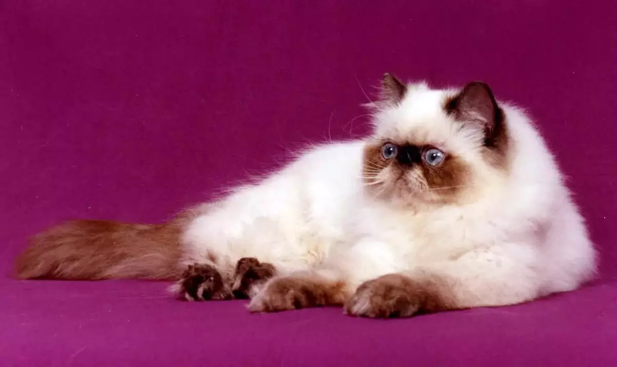 Himalayan CatS (42 foto's): Beskriuwing fan it SIME-PERSIAN BUSEN ​​FAN KATTEN, Karakter fan karakter en kleur 22564_17