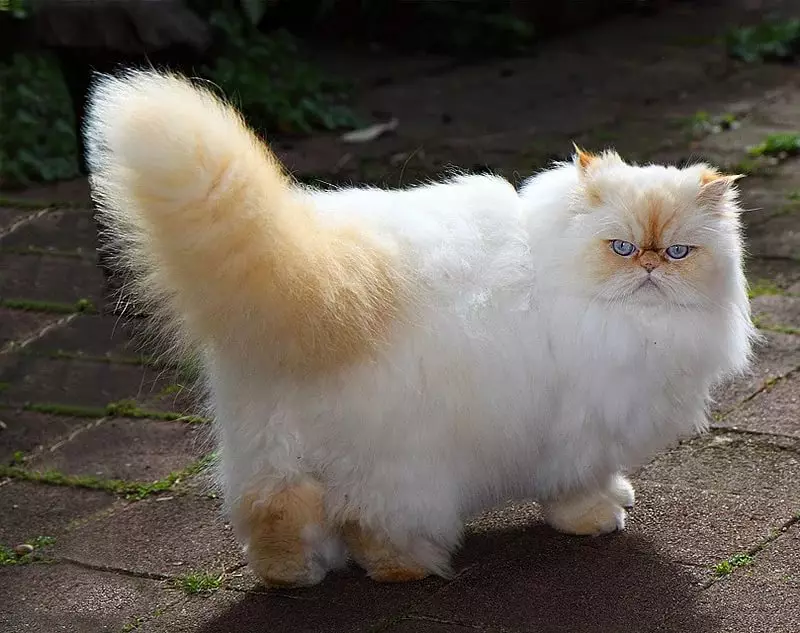 Хималајански мачки (42 фотографии): Опис на сија-персиската раса на мачки, карактеристики на карактер и боја 22564_18