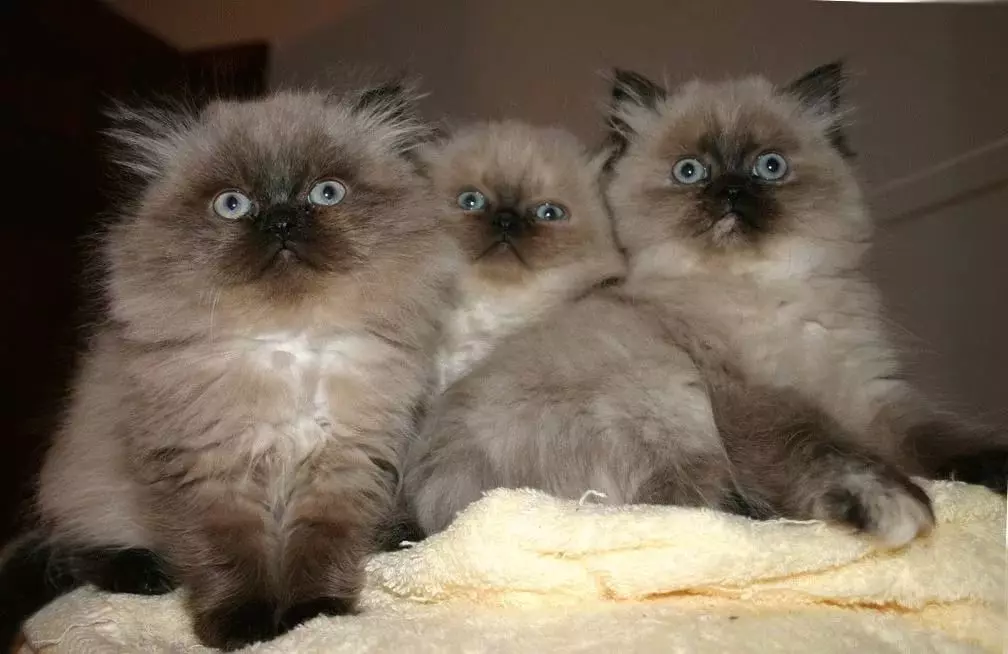 Himalayan CatS (42 foto's): Beskriuwing fan it SIME-PERSIAN BUSEN ​​FAN KATTEN, Karakter fan karakter en kleur 22564_23