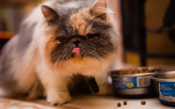 Himalayan CatS (42 foto's): Beskriuwing fan it SIME-PERSIAN BUSEN ​​FAN KATTEN, Karakter fan karakter en kleur 22564_32