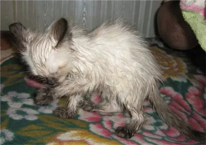 Himalayan CatS (42 foto's): Beskriuwing fan it SIME-PERSIAN BUSEN ​​FAN KATTEN, Karakter fan karakter en kleur 22564_38