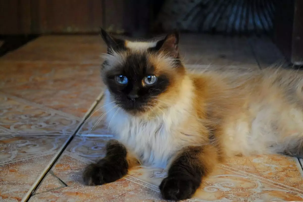 Хималајански мачки (42 фотографии): Опис на сија-персиската раса на мачки, карактеристики на карактер и боја 22564_7
