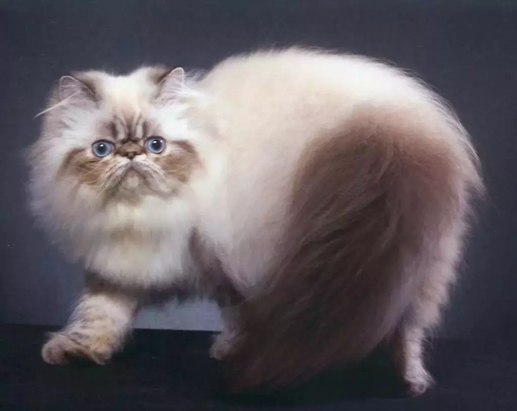 Himalaya pisici (42 de fotografii): Descrierea rasei Siame-persine de pisici, caracteristici de caracter si culoare 22564_8