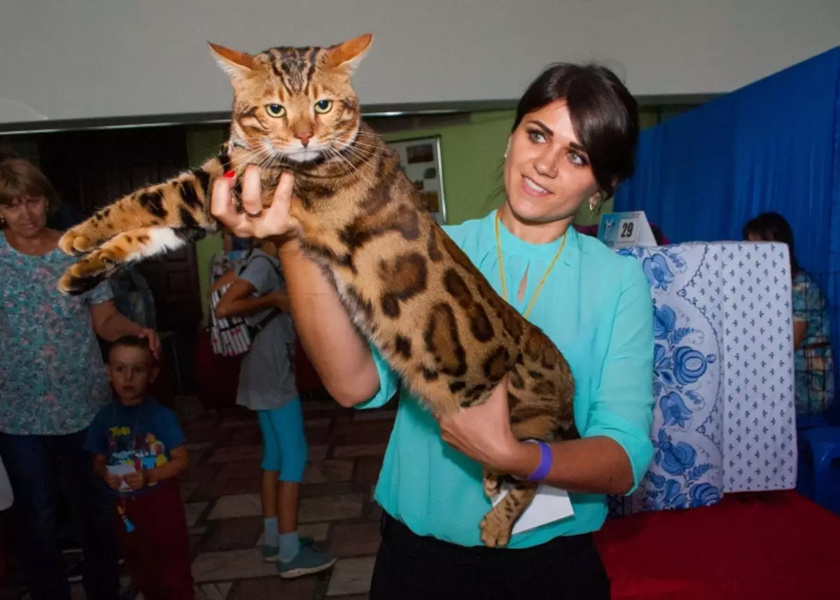 Бенгальская кошка размер. Бенгальский кот большой. Бенгал взрослый кот. Бенгал с человеком. Бенгальский возрослые кот.