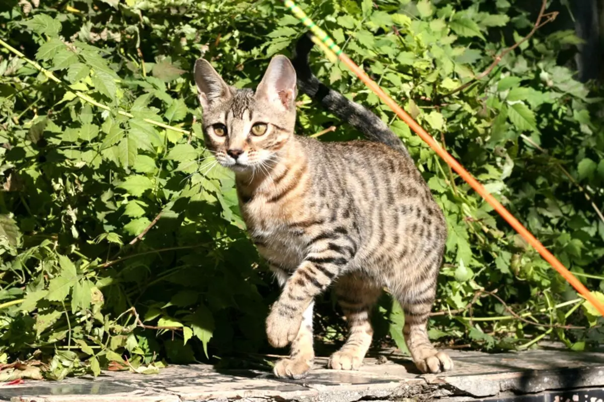 Serengeti (36 fotogrāfijas): Cat šķirnes apraksts. Kaķu iezīmes. Nosacījumi kaķēnu saturam 22568_19