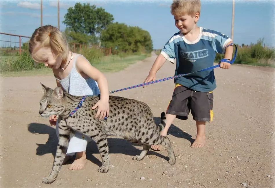 Serengeti (36 fotek): Popis plemene koček. Vlastnosti koček. Podmínky pro obsah koťat 22568_20