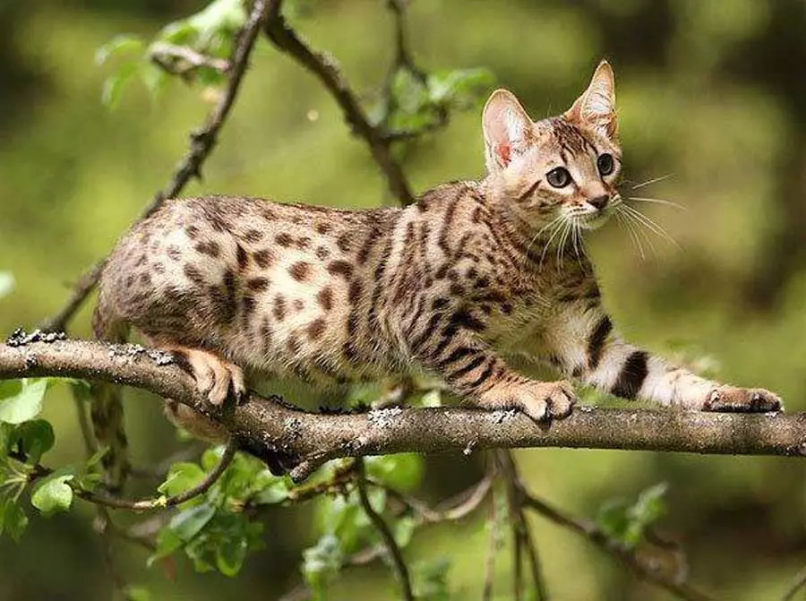 Serengeti (36 fotek): Popis plemene koček. Vlastnosti koček. Podmínky pro obsah koťat 22568_5