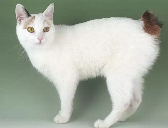 Cats japoneze (39 foto): Karakteristikat e kësaj race të macet. Si të kujdeseni për kotele me sy të mëdhenj? 22569_10