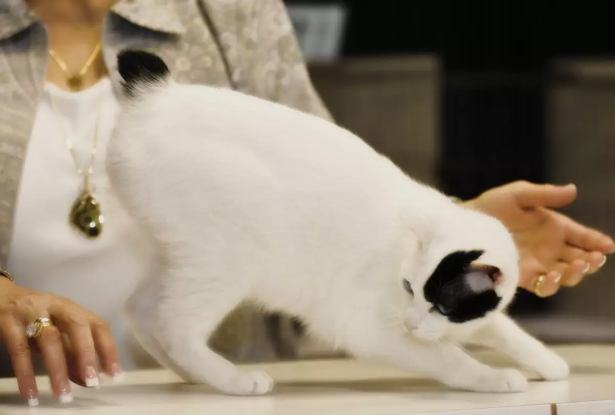 Cats japoneze (39 foto): Karakteristikat e kësaj race të macet. Si të kujdeseni për kotele me sy të mëdhenj? 22569_12