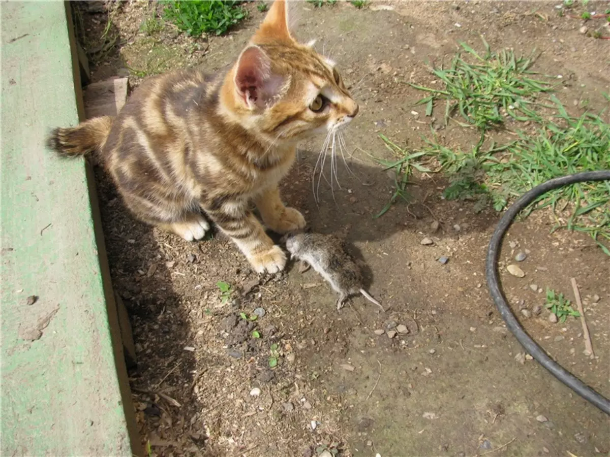Gats japonesos (39 fotos): característiques d'aquesta raça de gats. Com tenir cura dels gatets amb ulls grans? 22569_13
