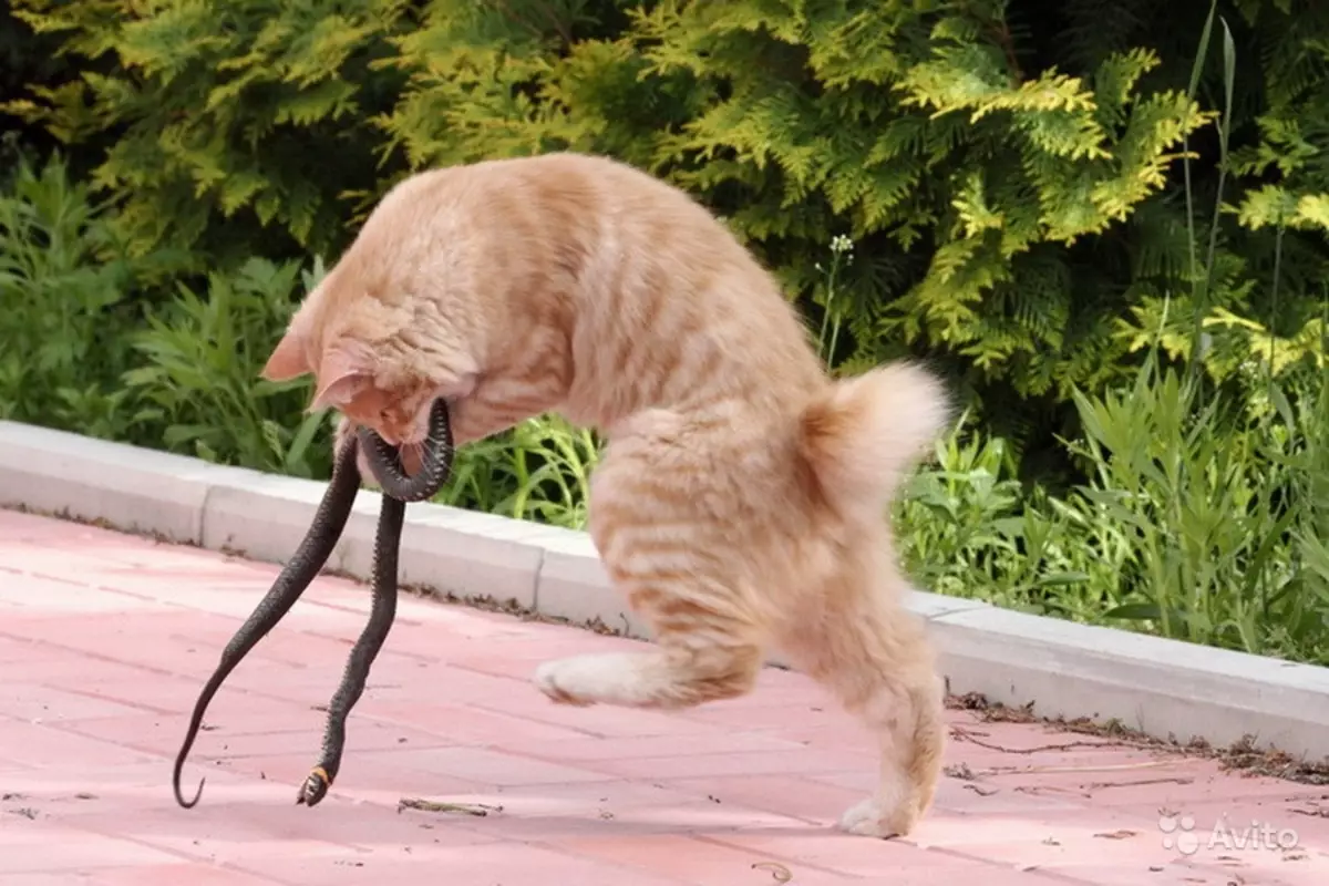 Japon Kediler (39 Fotoğraf): Bu kedi cinsinin özellikleri. Büyük gözlü yavru kedi için nasıl bakım? 22569_14