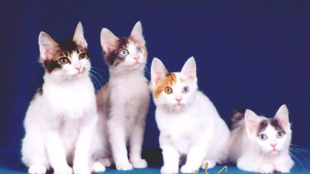Gatos xaponeses (39 fotos): características desta raza de gatos. Como coidar de gatitos con ollos grandes? 22569_16