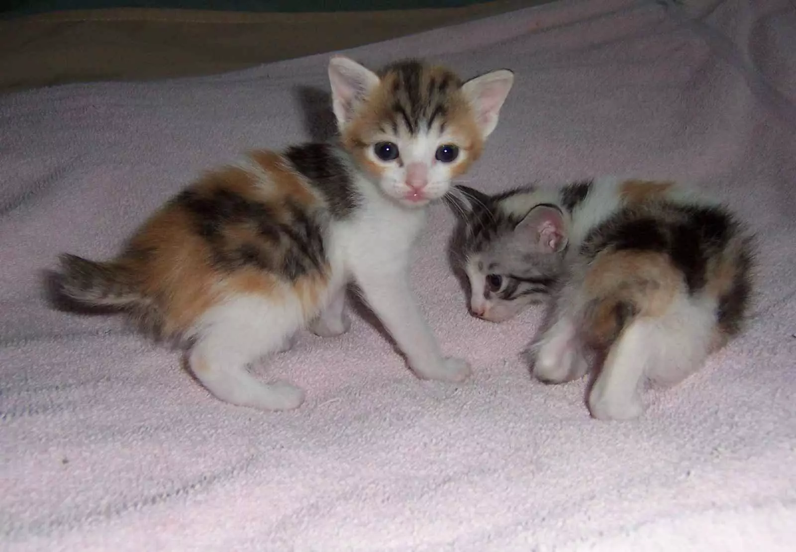 Cats japoneze (39 foto): Karakteristikat e kësaj race të macet. Si të kujdeseni për kotele me sy të mëdhenj? 22569_18