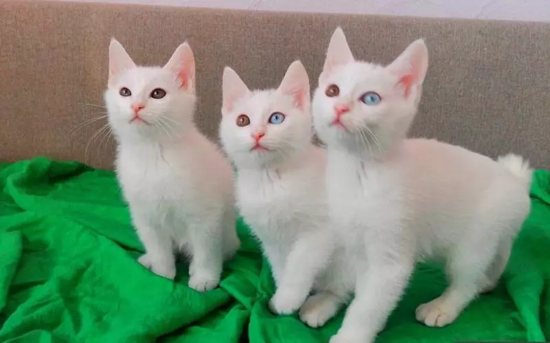 जपानी मांजरी (3 9 फोटो): या जातीच्या या जातीचे वैशिष्ट्य. मोठ्या डोळ्यांसह मांजरीची काळजी कशी घ्यावी? 22569_19