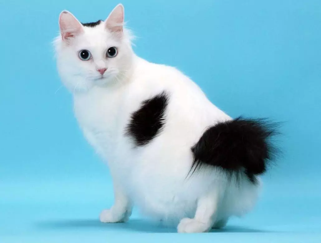 जपानी मांजरी (3 9 फोटो): या जातीच्या या जातीचे वैशिष्ट्य. मोठ्या डोळ्यांसह मांजरीची काळजी कशी घ्यावी? 22569_2